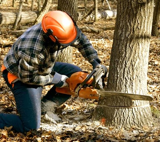 Tree Removal in New Castle, NH